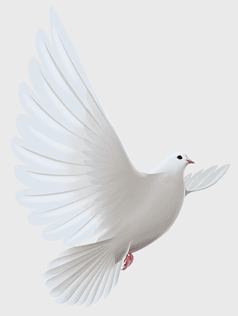 white dove in flight, doves as symbols of peace, bird prayer illustration, columbidae species, avian grace, feathered messenger, peace iconography