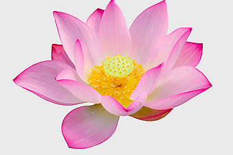 sacred lotus flower, Nelumbo nucifera bloom, pink lotus petals, aquatic plant lotus, lotus flower background, water lily blossom, lotus flower art