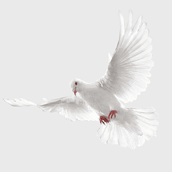 white peace dove, pet pigeons flying, dove symbol of peace, birds in flight, avian grace, feathered messenger, serene wingspan